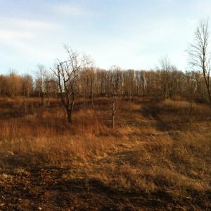 land-clearing-4.jpg